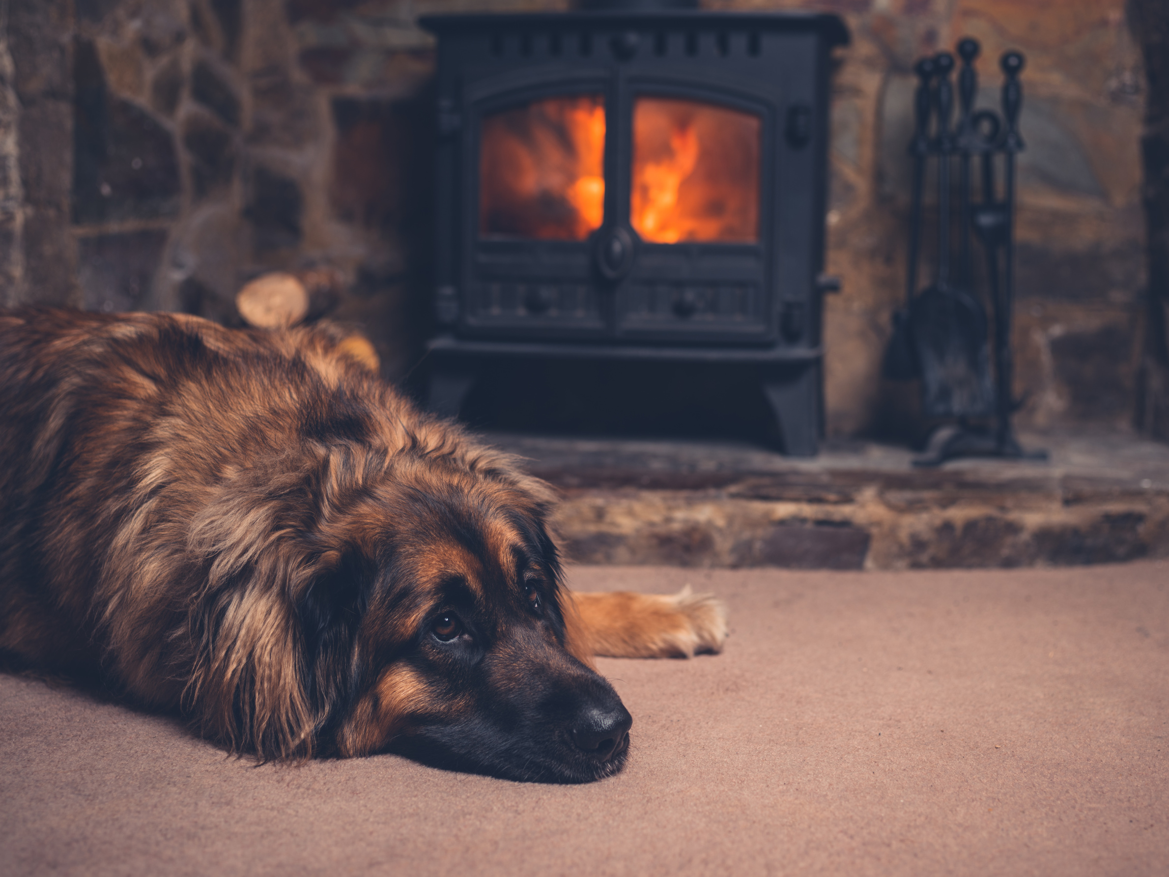 Dog Relaxing by the Fire